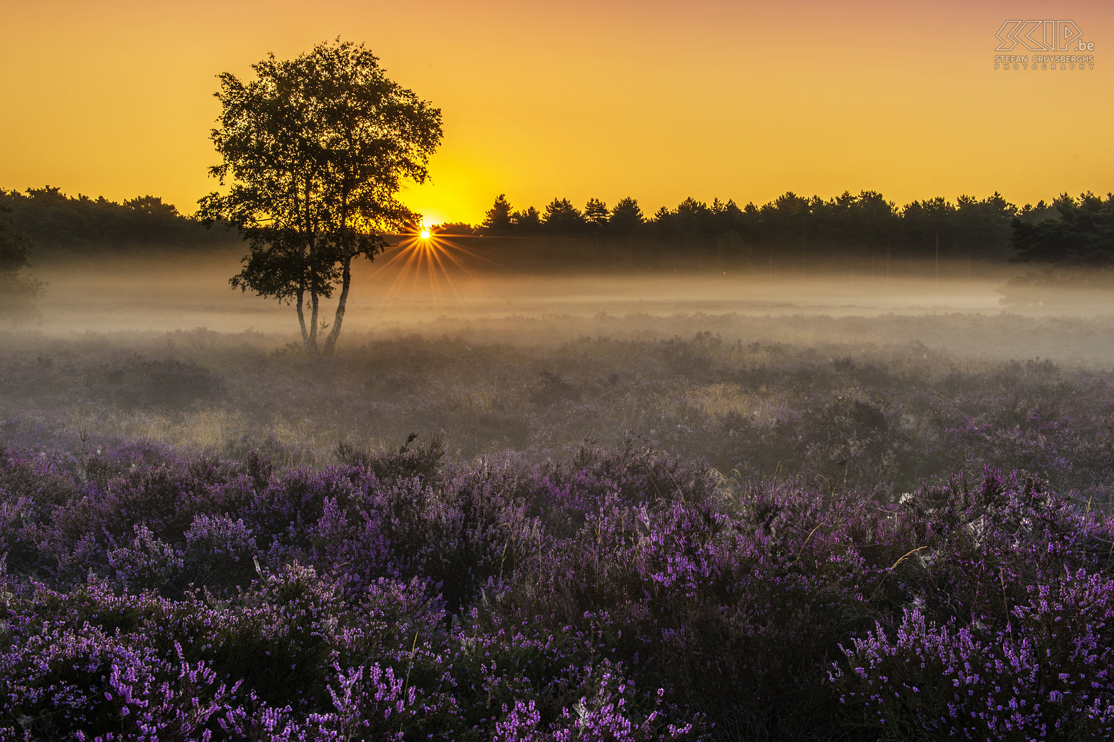 Sunset at Heuvelse Heide From mid-August the heather blooms in our nature reserves in the Kempen (region in Flanders). So a couple of days I woke up early to photograph the sunrise and the rich colour of the purple flowering heathland in my hometown Lommel at the Heuvelse Heide Stefan Cruysberghs